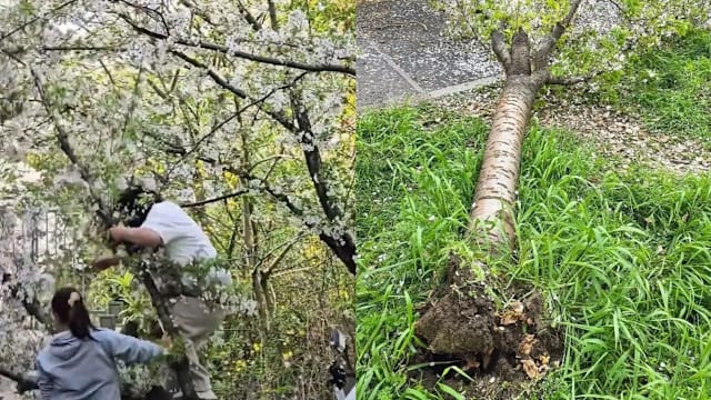 为拍照攀树 上海女子压倒20年樱花树