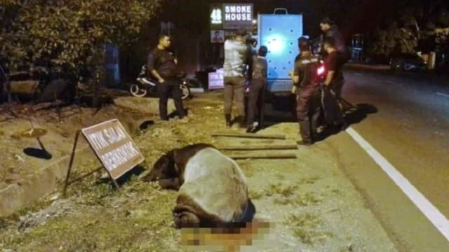 马国250公斤马来貘过马路遭撞 伤重死亡