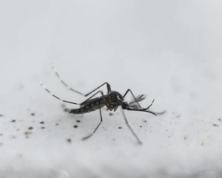 Jail for NEA contractors who gave advance warning of mosquito breeding checks for bribes