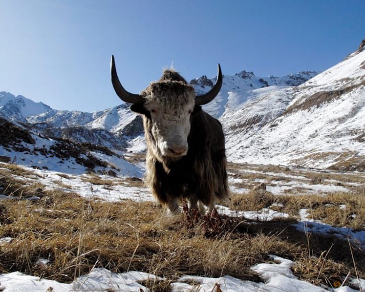 Famous Siberian cave yields remains of yak-like Ice Age mammal