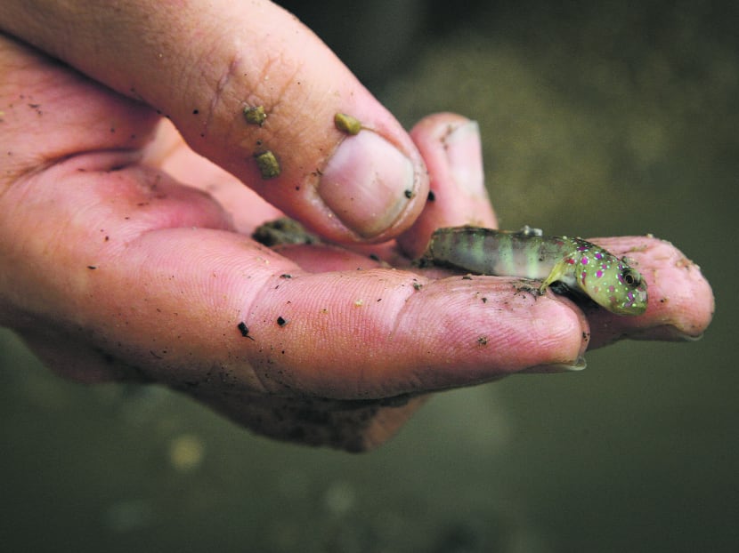 Searching the coast for marine life