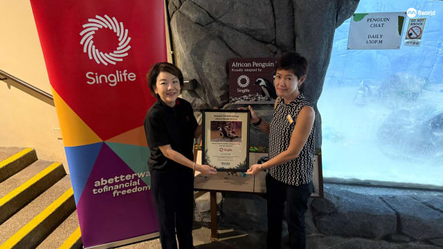 助力保育与公众教育 Singlife领养动物园内极危非洲企鹅