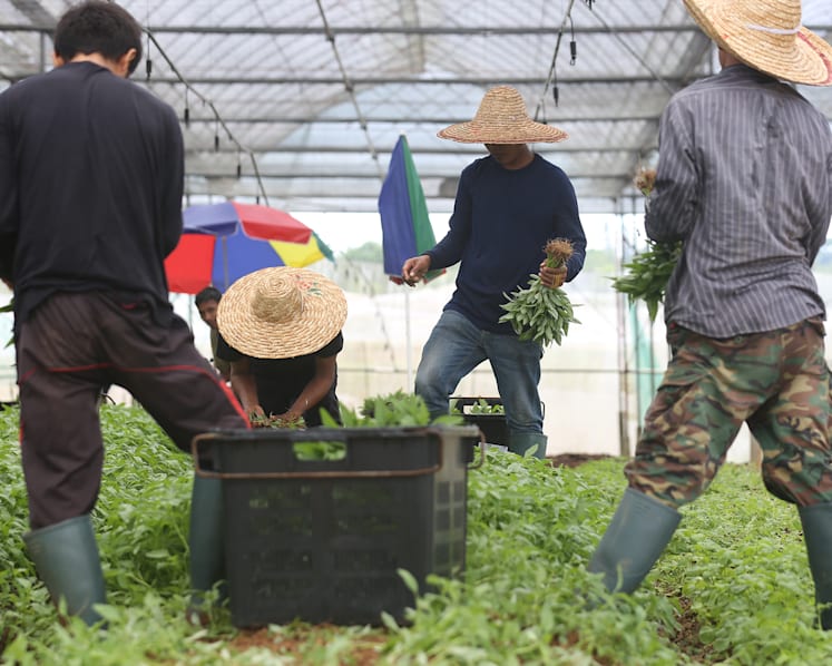 The Big Read: Singapore has been buttressing its food security for decades. Now, people realise why