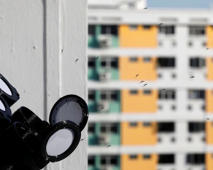 Number of Project Wolbachia mosquitoes released is constantly reviewed to maintain suppression of dengue: NEA