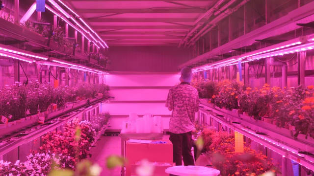 荷兰垂直农场业者Growy 将扩大新加坡业务