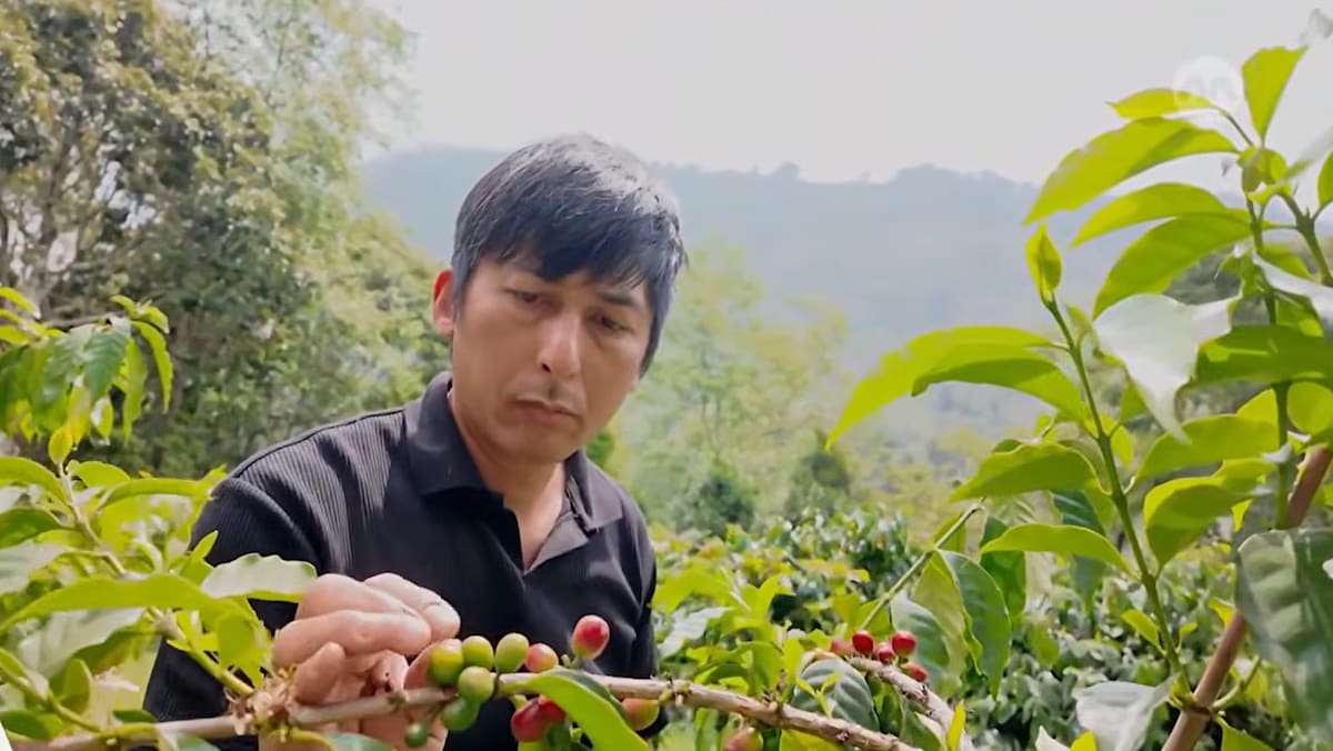 Taiwan's Alishan Coffee: A Premium Brew Gaining Global Recognition