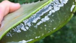 Related article image