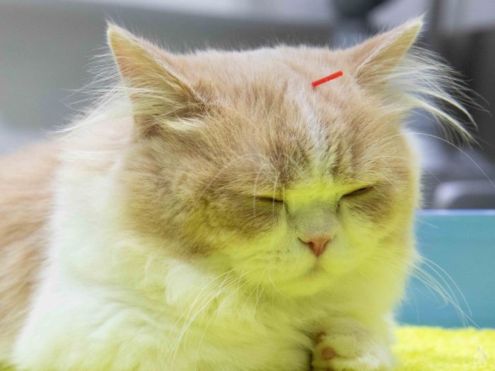 In Pictures: Soothing your pets – why some owners look to alternative therapies for their furry companions