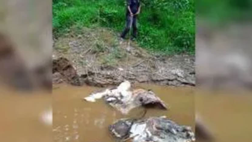 Pergelangan kaki belakang bangkai gajah pygmy dipotong, kata polis Kinabatangan Pergelangan kaki belakang bangkai gajah pygmy dipotong, kata polis Kinabatangan