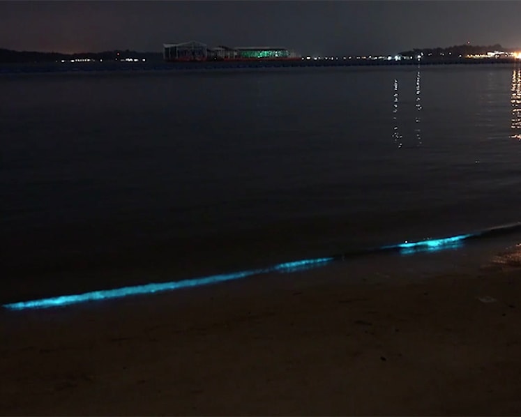What are those blue glittering waves at Pasir Ris beach? Scientists explain ‘bioluminescence’ 