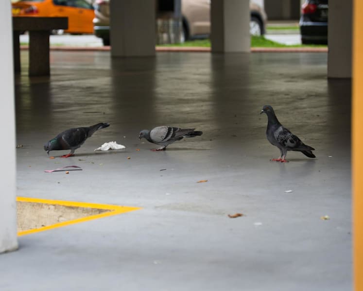 Seniors responsible for half of all illegal bird-feeding cases – what can be done?