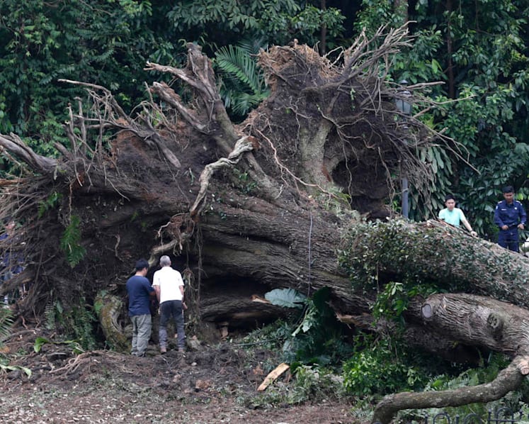 Widower sues NParks for negligence after wife killed by falling tree in Botanic Gardens