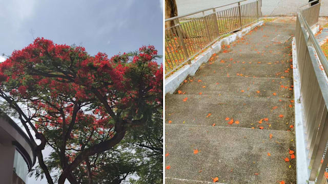 题The Deck凤凰木花开