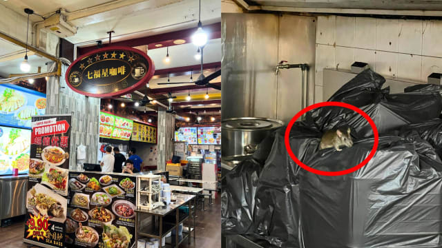 后港咖啡店被拍到老鼠啃食材 食品局指示加强鼠患管控