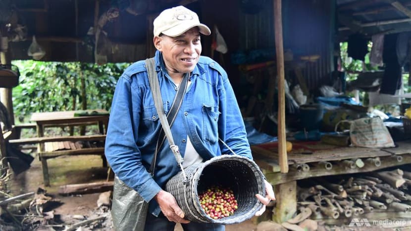 From one addiction to another: Thailand’s ethnic minorities quit opium for coffee