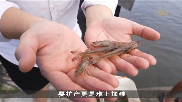 受关税影响 印尼虾类出口量料减三成