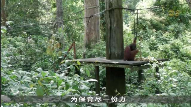 马国放弃人猿外交 改为领养人猿计划