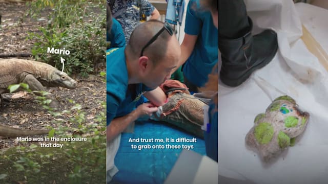 猴子惹祸 动物园巨蜥误吞毛绒玩偶上演惊险抢救