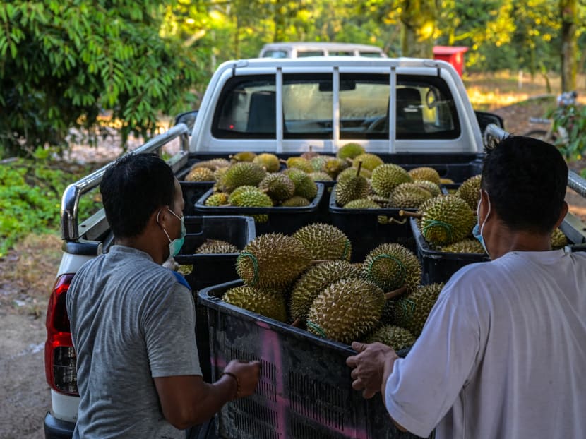 This picture taken on February 8, 2021 shows workers loading baskets of durians onto a truck for sale at a farm in Raub in Malaysia's Pahang state as traders become more reliant on China's appetite for the world's smelliest fruit.