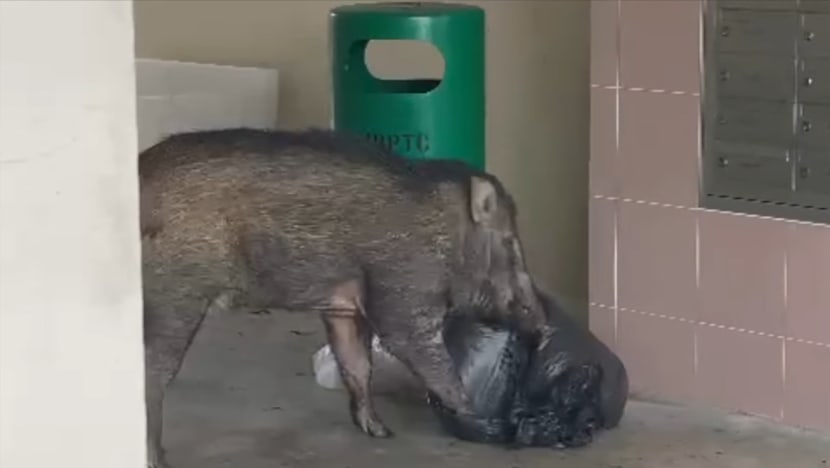 Food waste left outside rubbish bins attracting wild boars to Bukit Panjang, says animal group Food waste left outside rubbish bins attracting wild boars to Bukit Panjang, says animal group