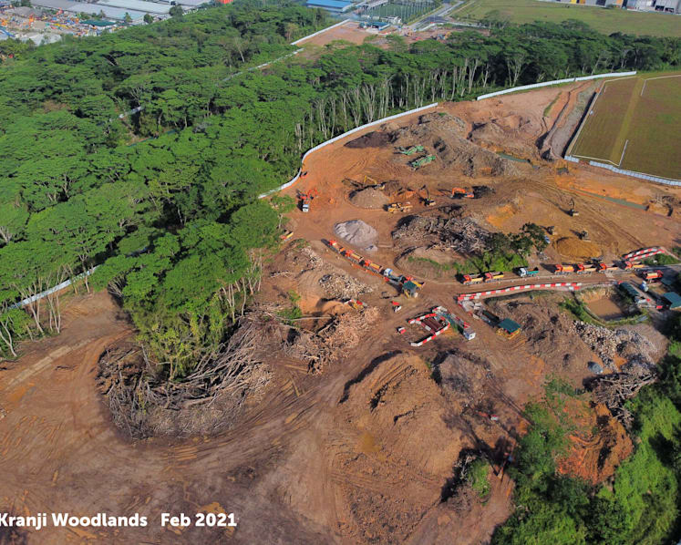 Kranji forest parcel ‘erroneously’ cleared by contractors; firm given stern warning: JTC