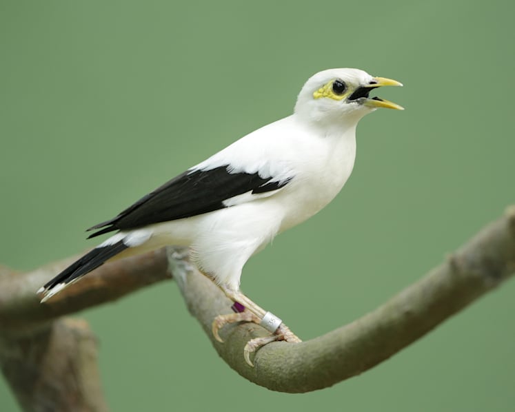 Rare Asian birds at Jurong Bird Park’s Wings of Asia aviary