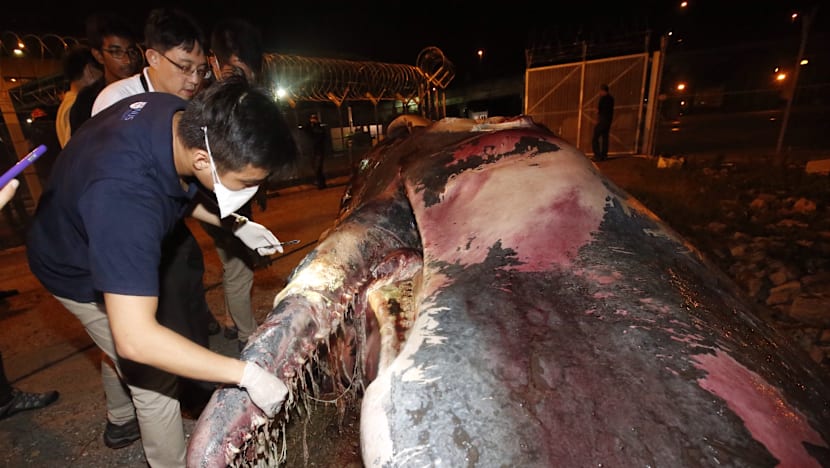 Carcass of sperm whale found near Jurong Island