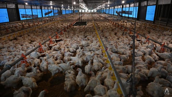 ‘The farms were so inefficient’: Indonesian start-ups seek to modernise agriculture