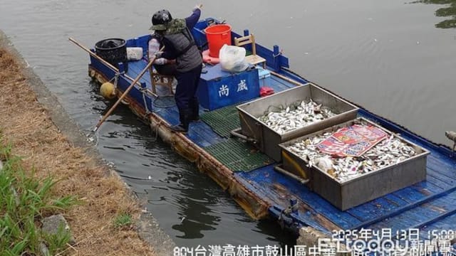 台湾爱河出现大量死鱼和臭味 疑与气温有关