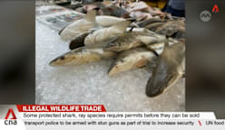 Protected marine wildlife still being sold illegally in Singapore
