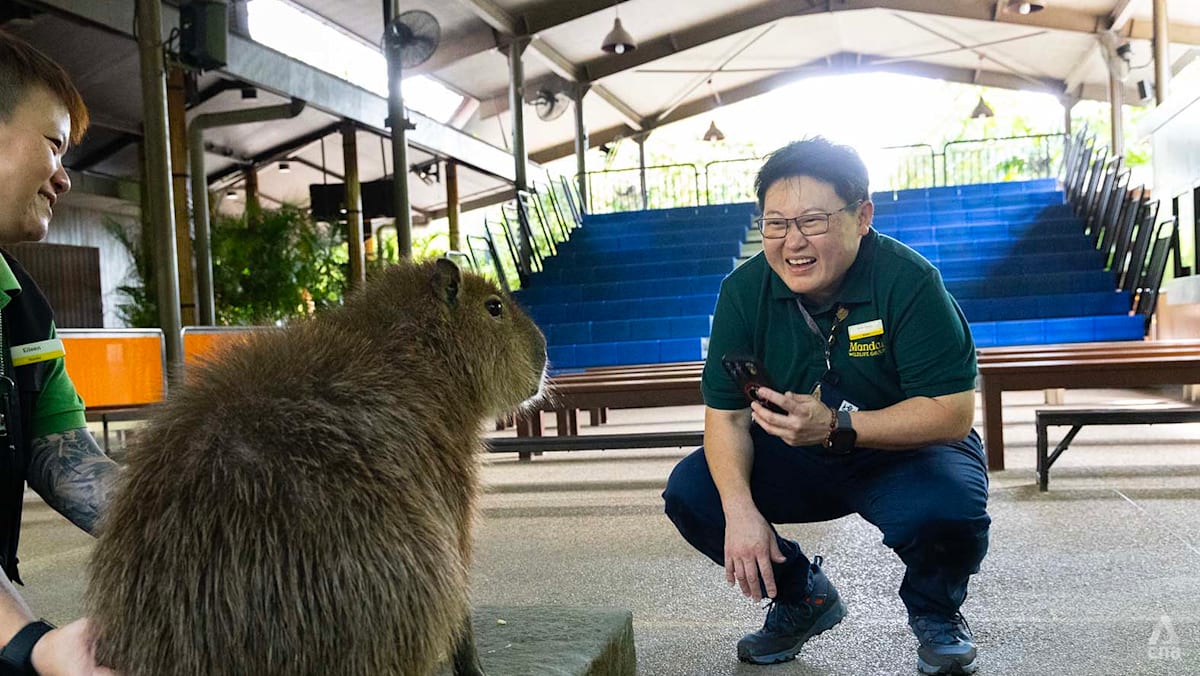 'The bites are not painful at all': This zoo veteran loves working with animals more than people