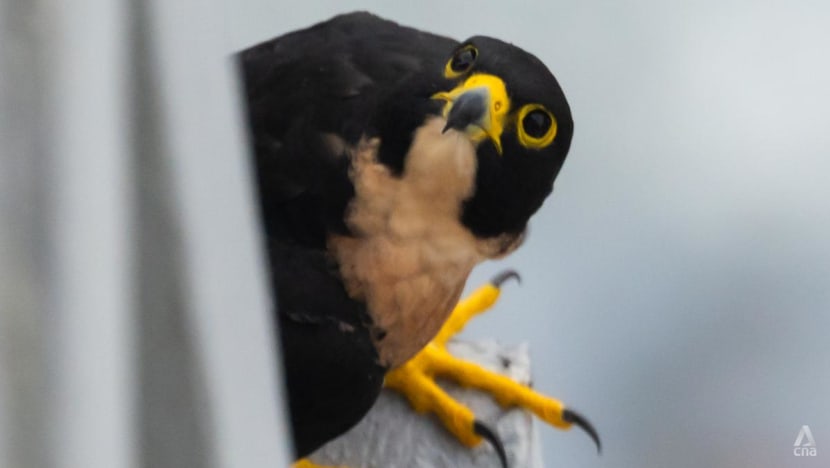 Commentary: Why aren’t there more resident peregrine falcons in Singapore? Commentary: Why aren’t there more resident peregrine falcons in Singapore?