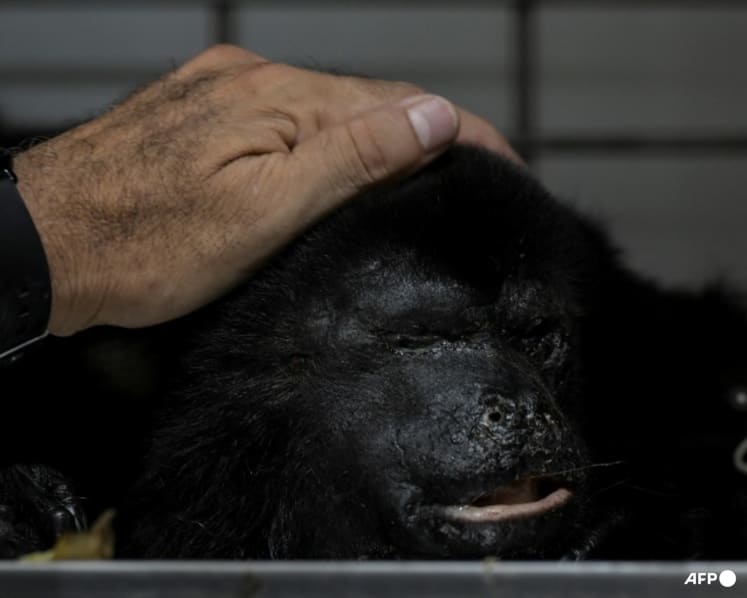 Heat-related howler monkeys deaths rise to 157 in Mexico
