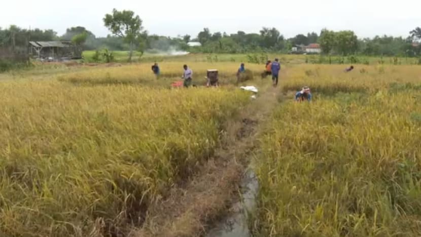 Daya maju sektor pertanian Indonesia terjejas dek jumlah petani makin merosot
