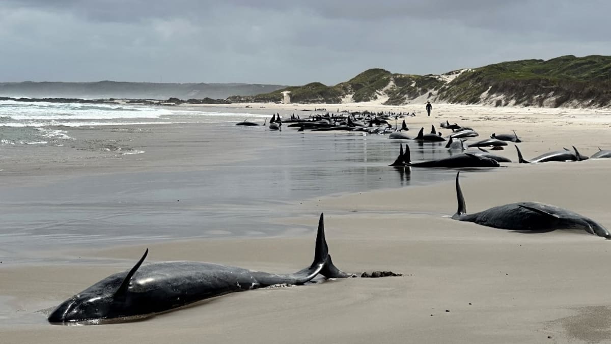 More than 150 dolphins stranded on remote Australian beach