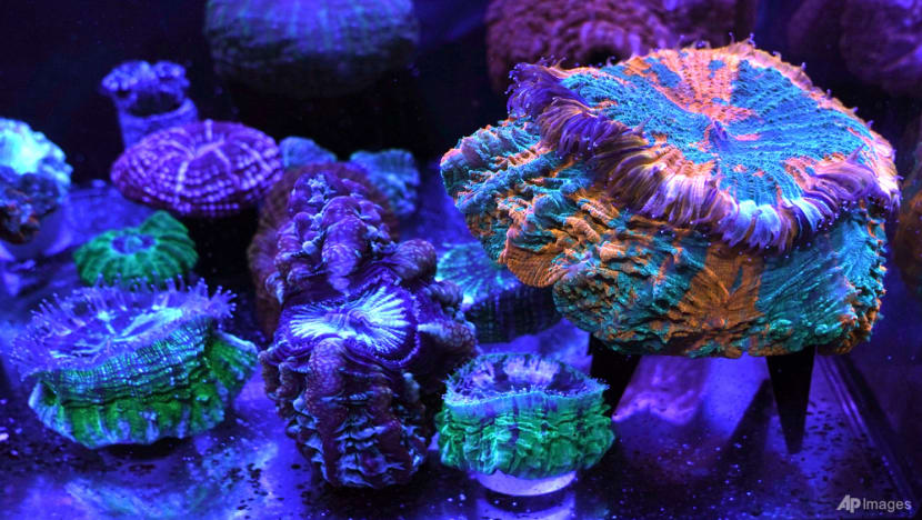 Coral reefs provide stunning images of a world under assault