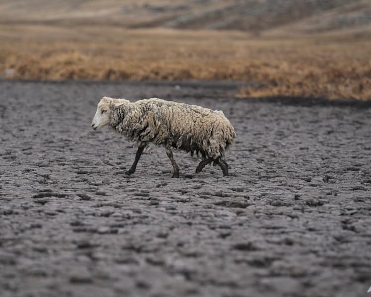 Lagoon dries up as drought grips Peru's southern Andes
