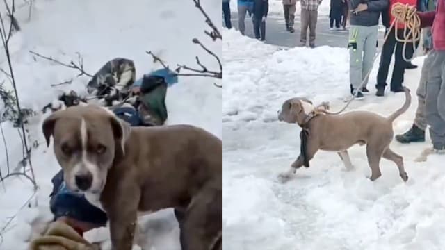 暴风雪致两名青少年遇难 忠犬守护主人遗体四天