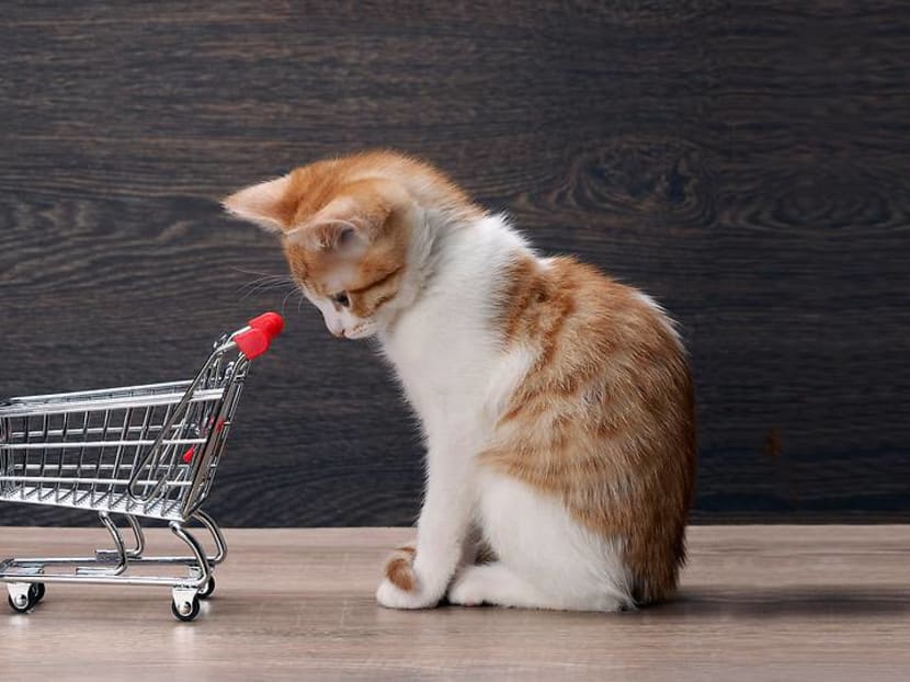 Are you really ready to get a pet? Answer these questions honestly before saying 'yes' Are you really ready to get a pet? Answer these questions honestly before saying 'yes'
