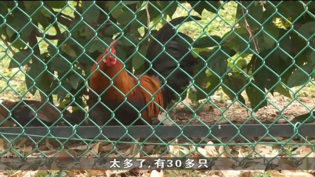口试练习：公园局接获有关野鸡群的投诉