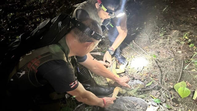 外来物种绿鬣蜥泛滥成灾 高雄农业局办捕捉训练班