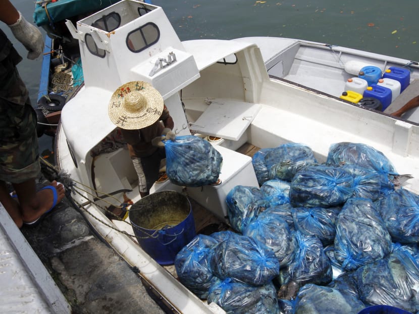 Farmers losing S$15,000 to S$300,000 as mass fish deaths look set to continue