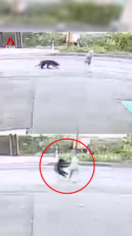 Bear attacks 82-year-old woman in latest string of attacks in Japan