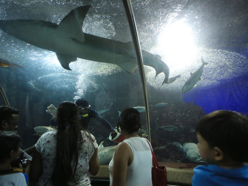 The court heard that the safe work procedures that the former Underwater World implemented for diving-related works were found to be inadequate.