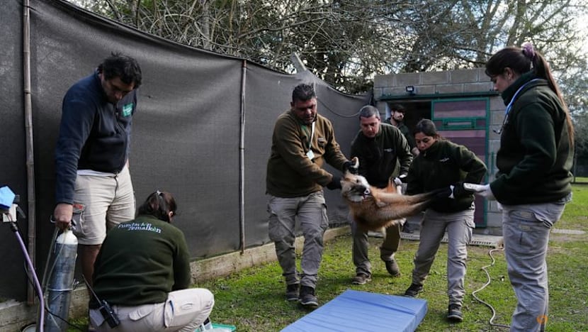 Argentina to return two rare maned wolves to the wild