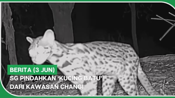BERITA (3 Jun) | SG pindahkan ‘kucing batu’ dari kawasan Changi