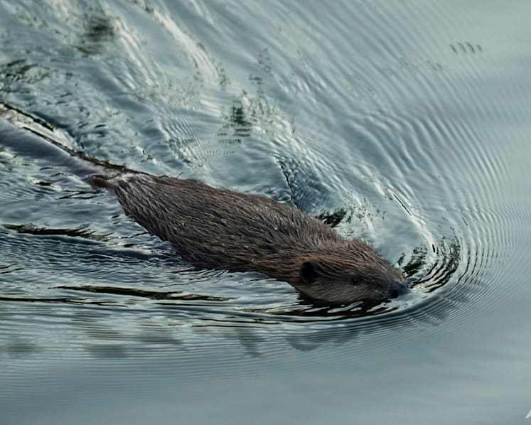 California aims to tap beavers, once viewed as a nuisance, to help with water issues and wildfires
