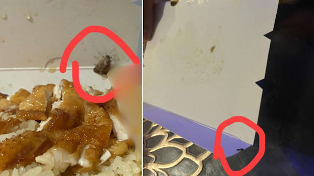 点鸡饭外卖惊见蟑螂爬行 食客吓坏整批食物全丢掉