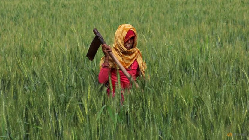 Why has India vowed to protect its farmers in the face of tariff threats? Why has India vowed to protect its farmers in the face of tariff threats?