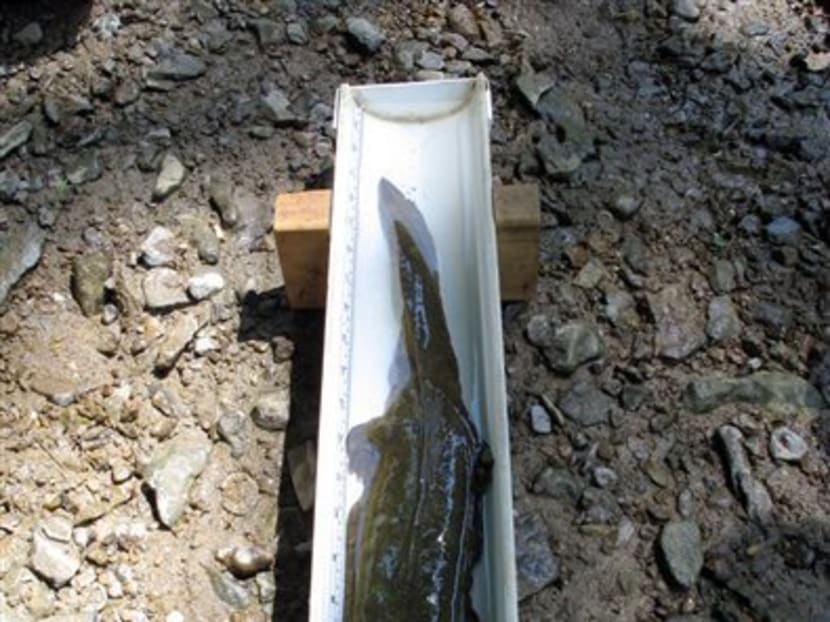 Researchers try to save huge US salamander